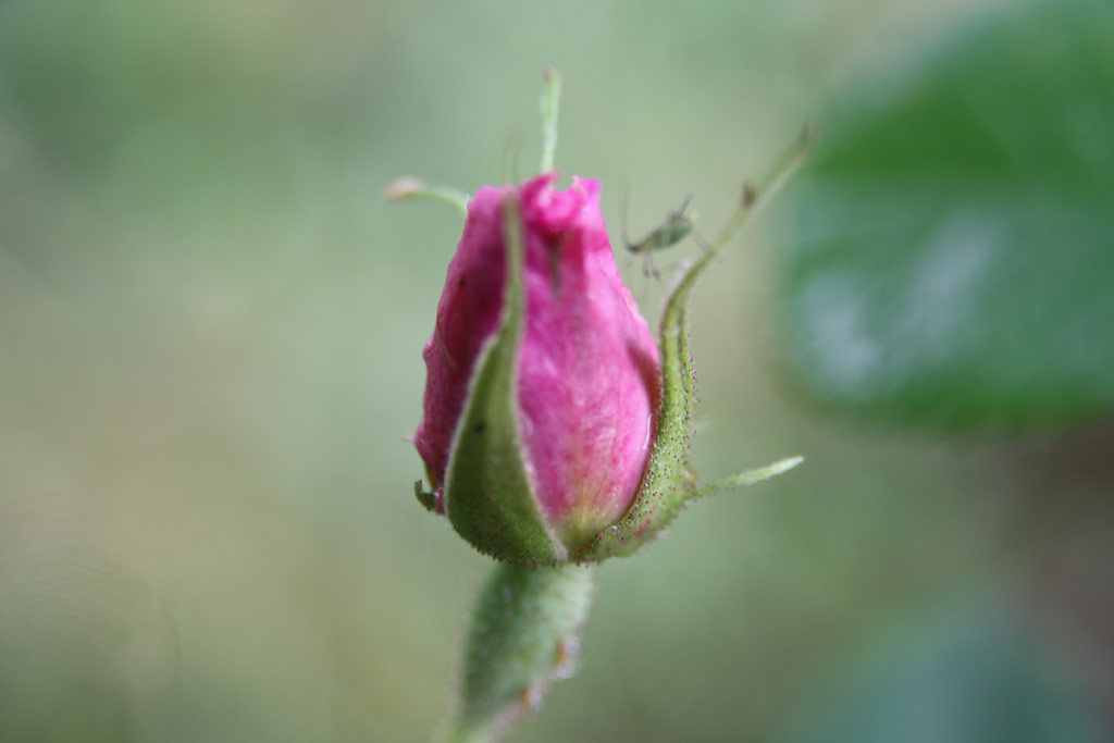 růže Rosa x damascena