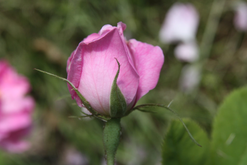 růže Rosa x damascena Trigintipetala