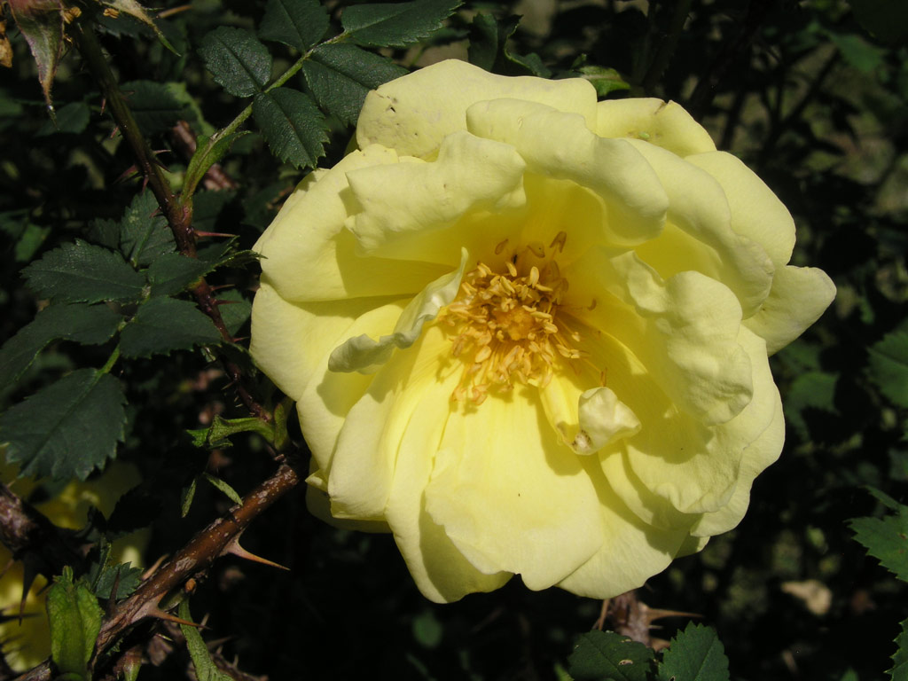 růže Rosa x harisonii