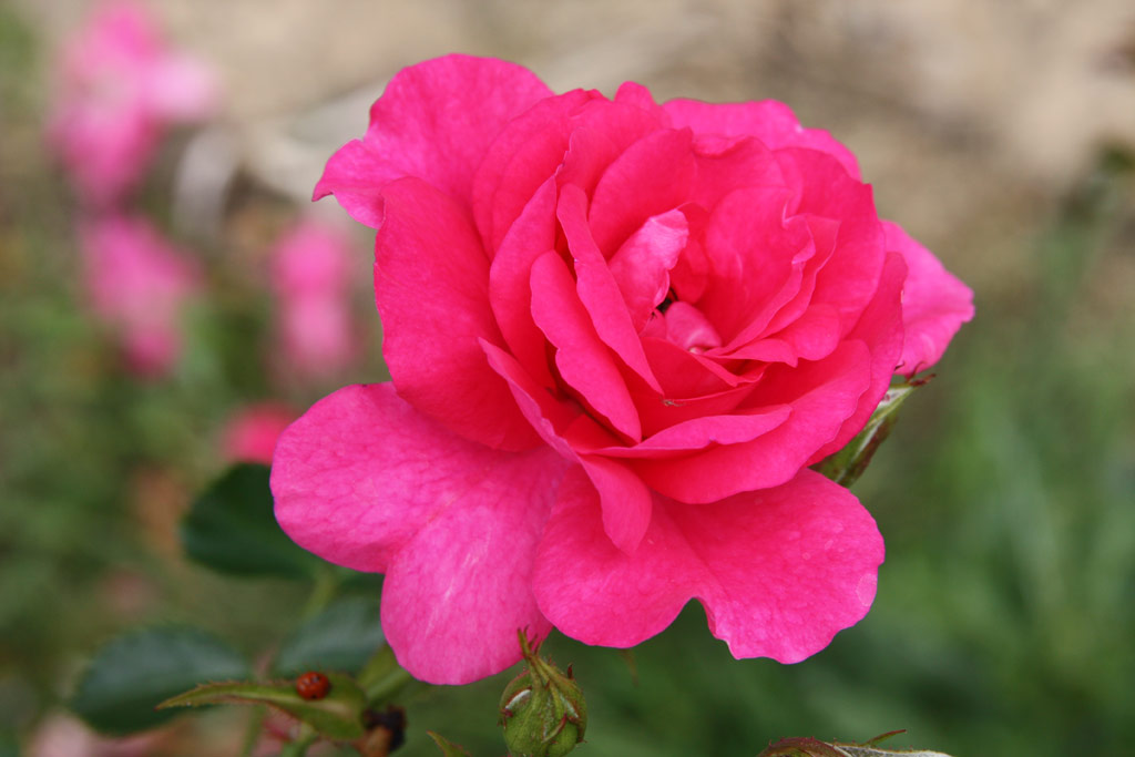 růže Rosa x kordesii