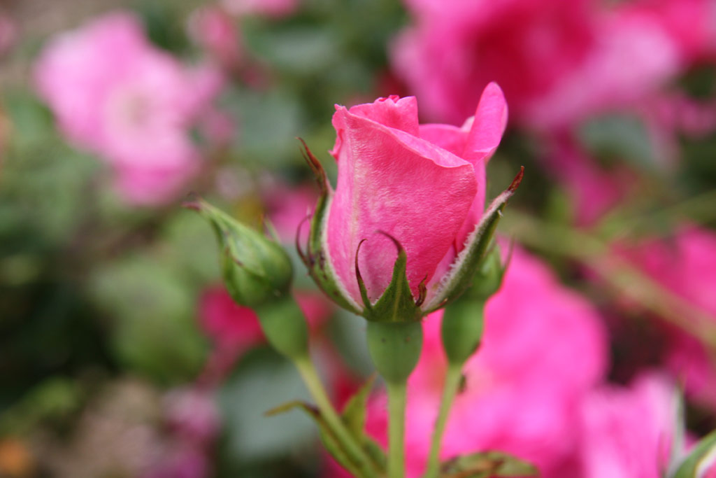 růže Rosa x kordesii