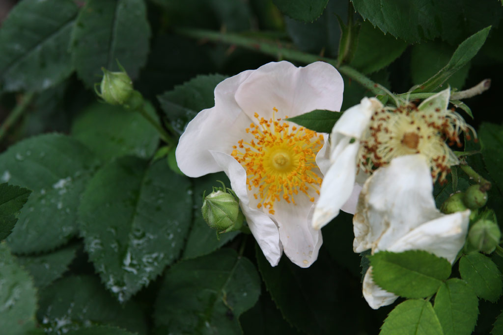 růže Rosa x macrantha