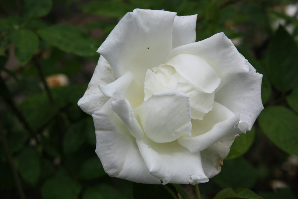 růže Rosa x odorata pseudindica