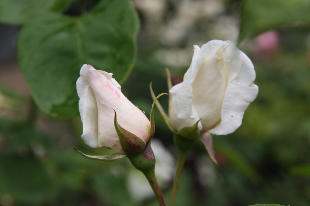 růže Rosa x odorata pseudindica