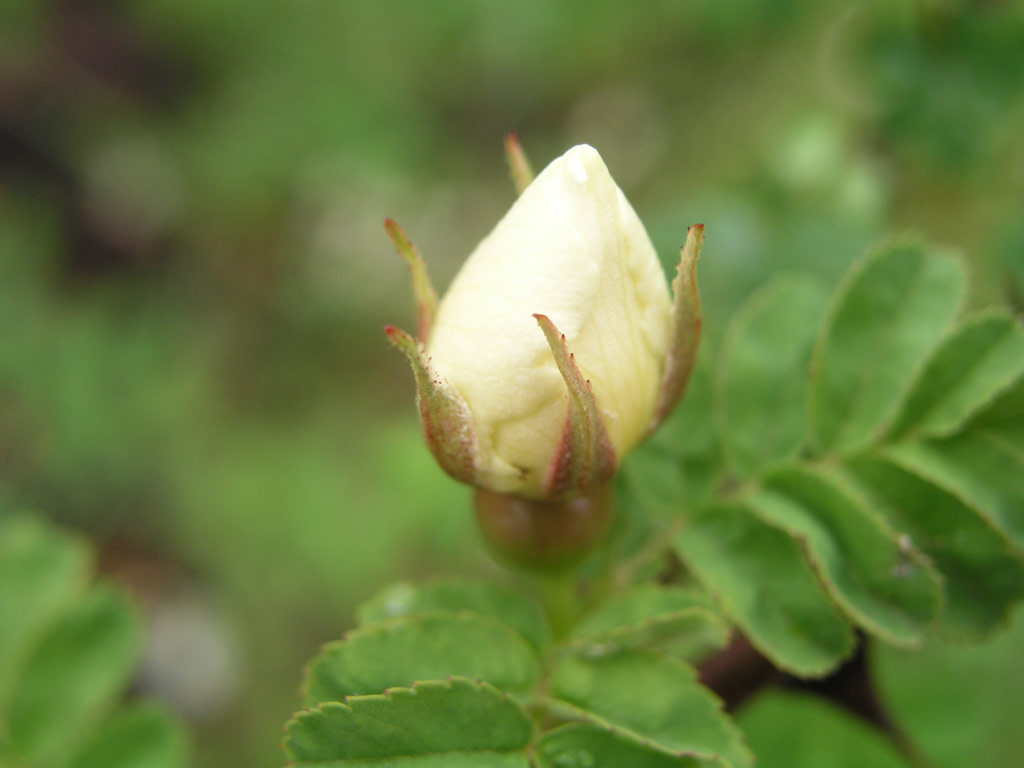 růže Rosa x pteragonis