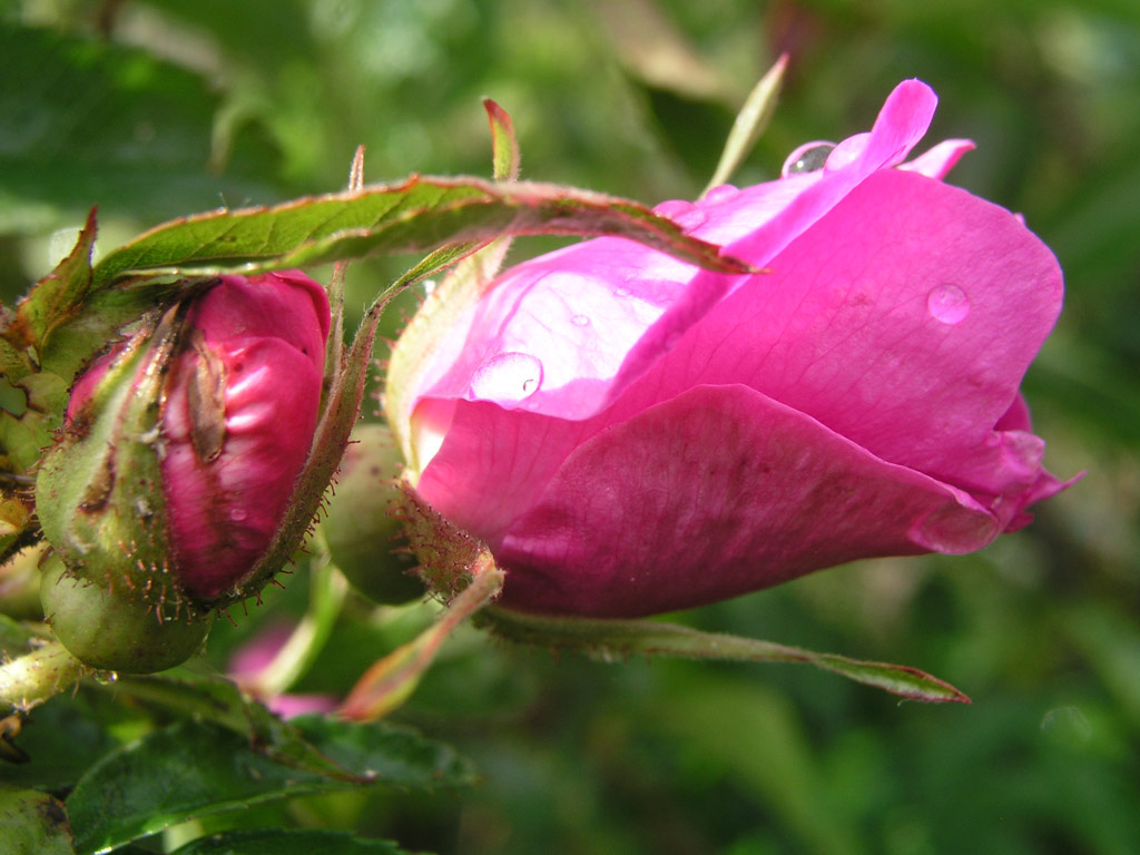 růže Rosa x rugotida
