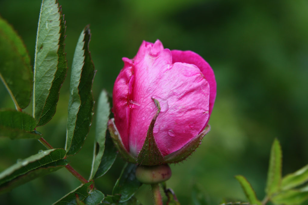 růže Rosa x rugotida
