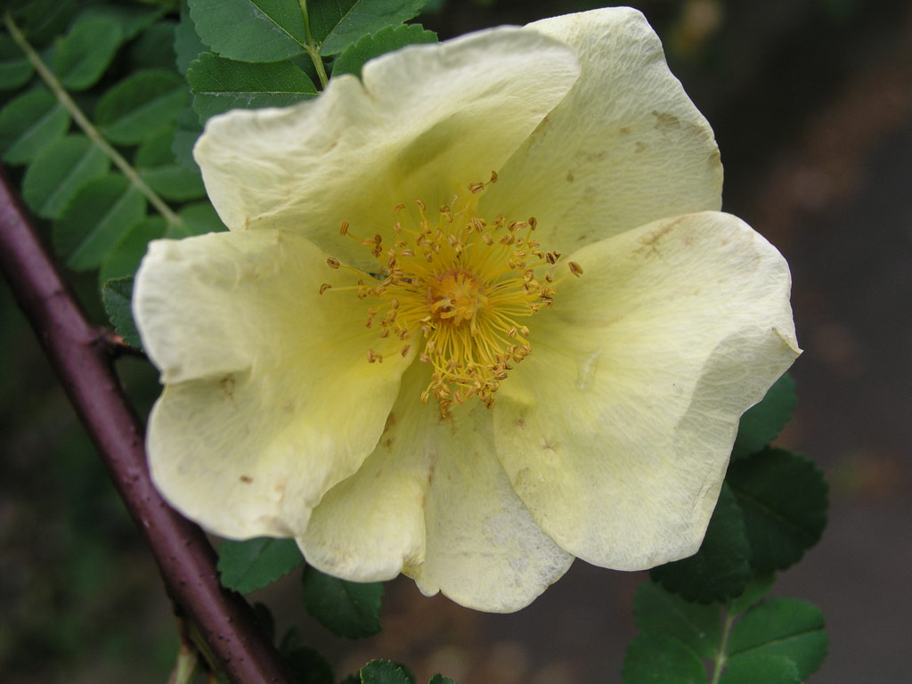růže Rosa xanthina