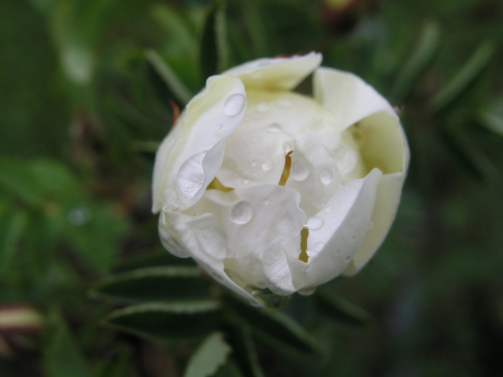 růže Rosa xanthina