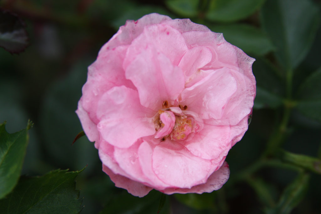 růže Rosadora