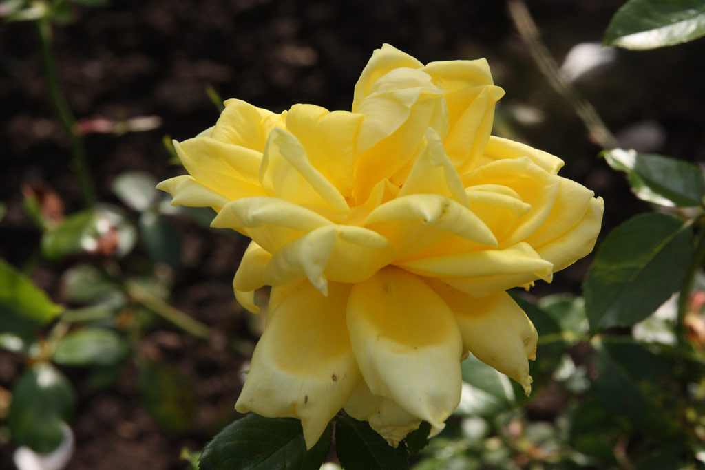 růže Rosaleda