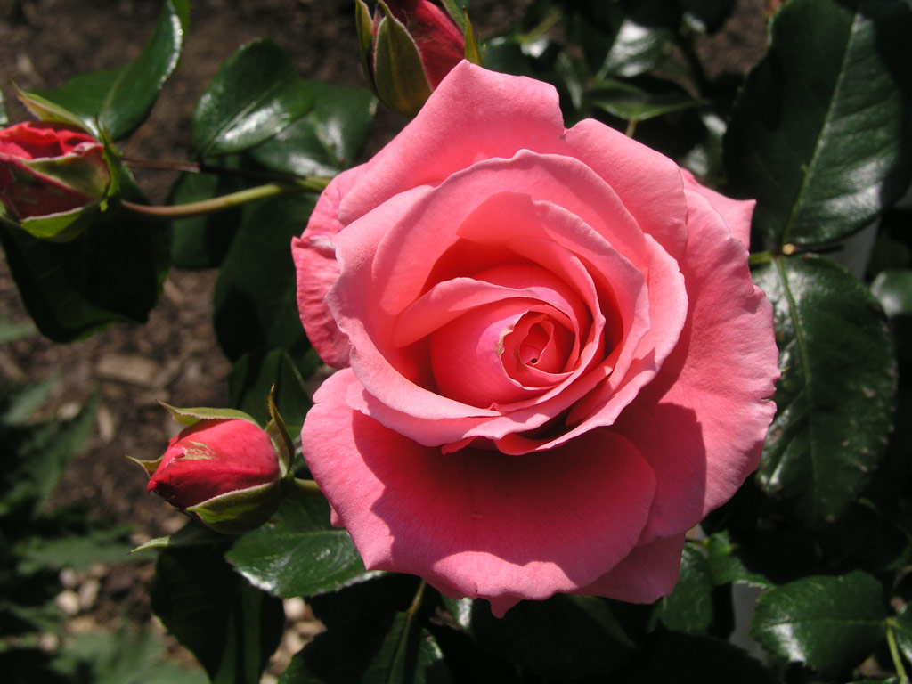 růže Rosanna (1982)