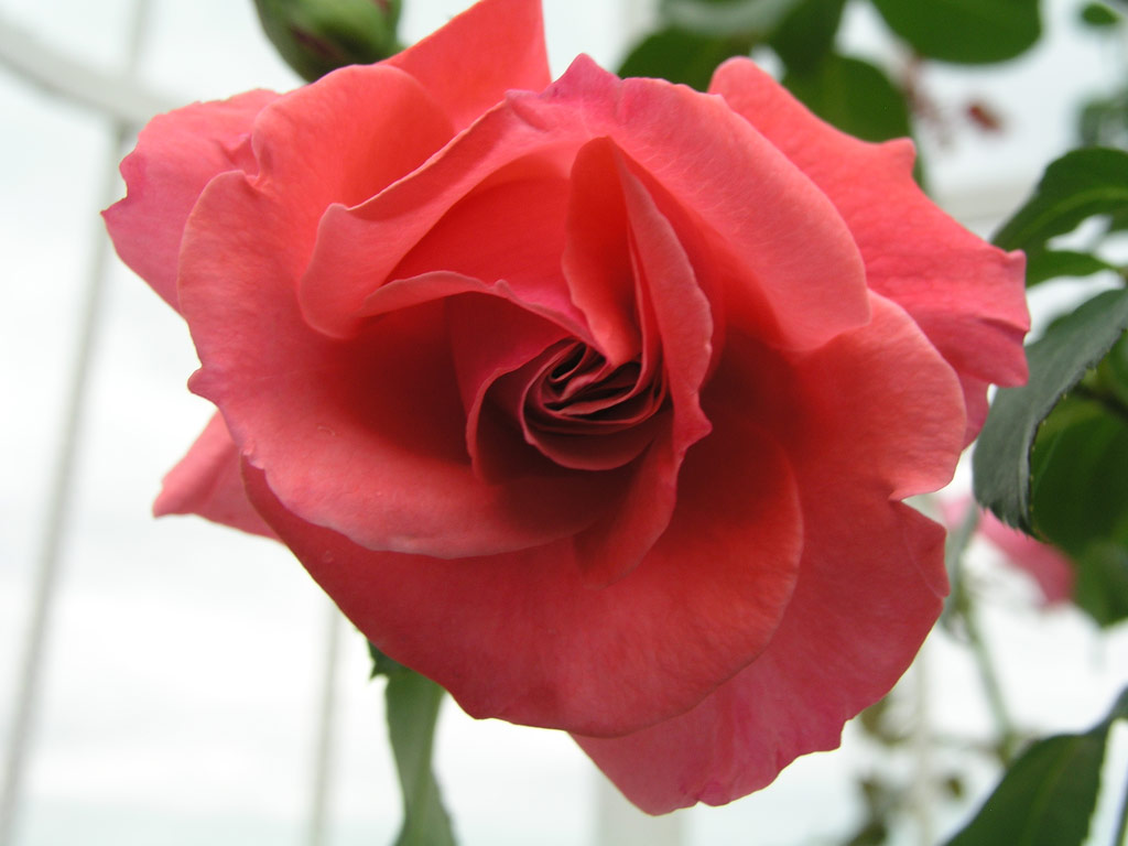 růže Rosanna (1982)