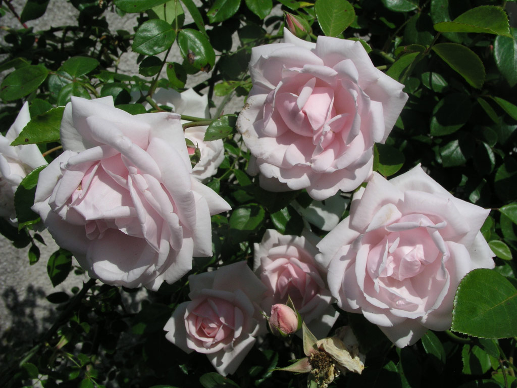 růže Rosanna (Hradec Krlov)