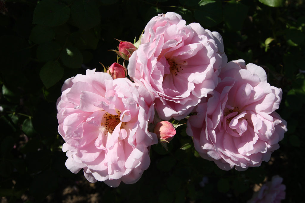 růže Rosarium Glcksburg