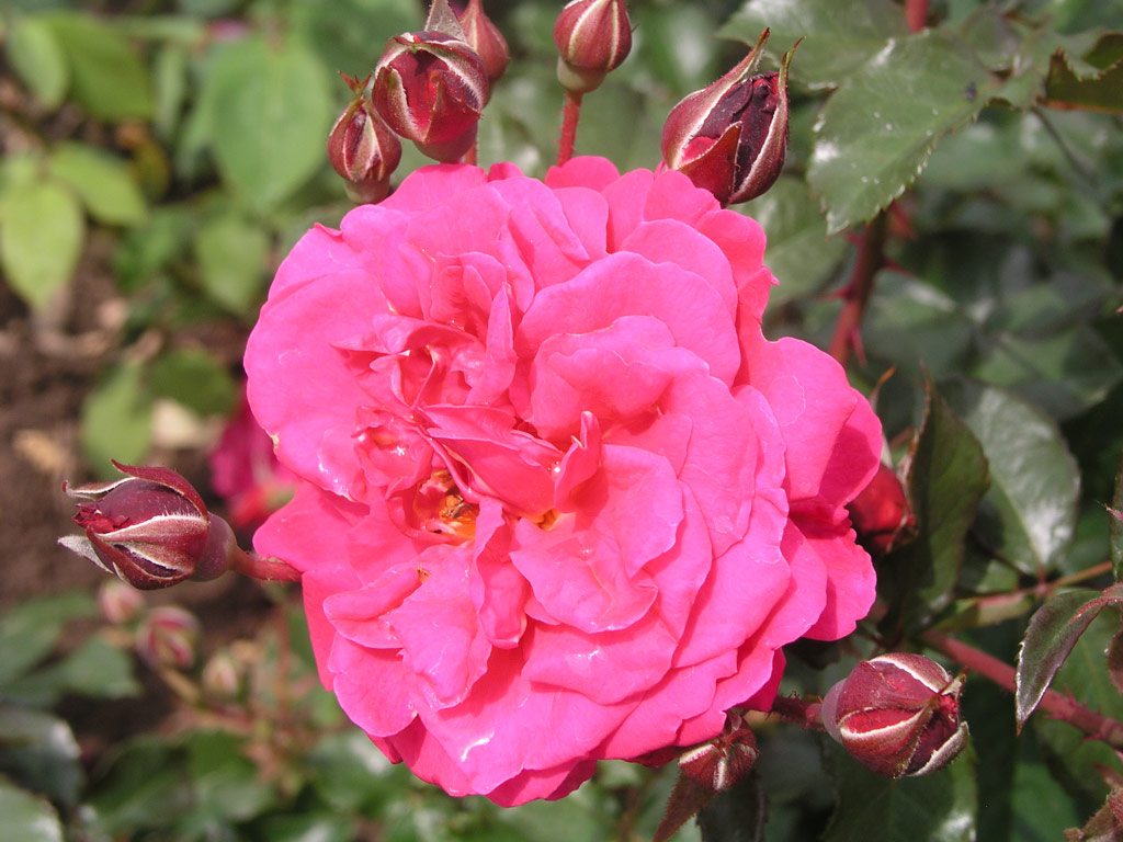 růže Rosarium Sangerhausen