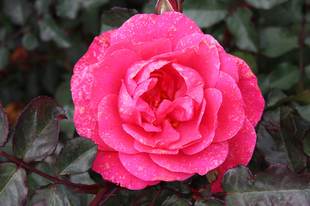 růže Rosarium Sangerhausen