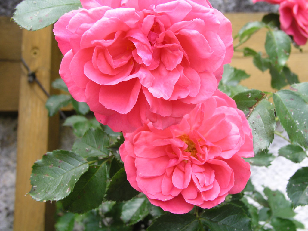 růže Rosarium Uetersen