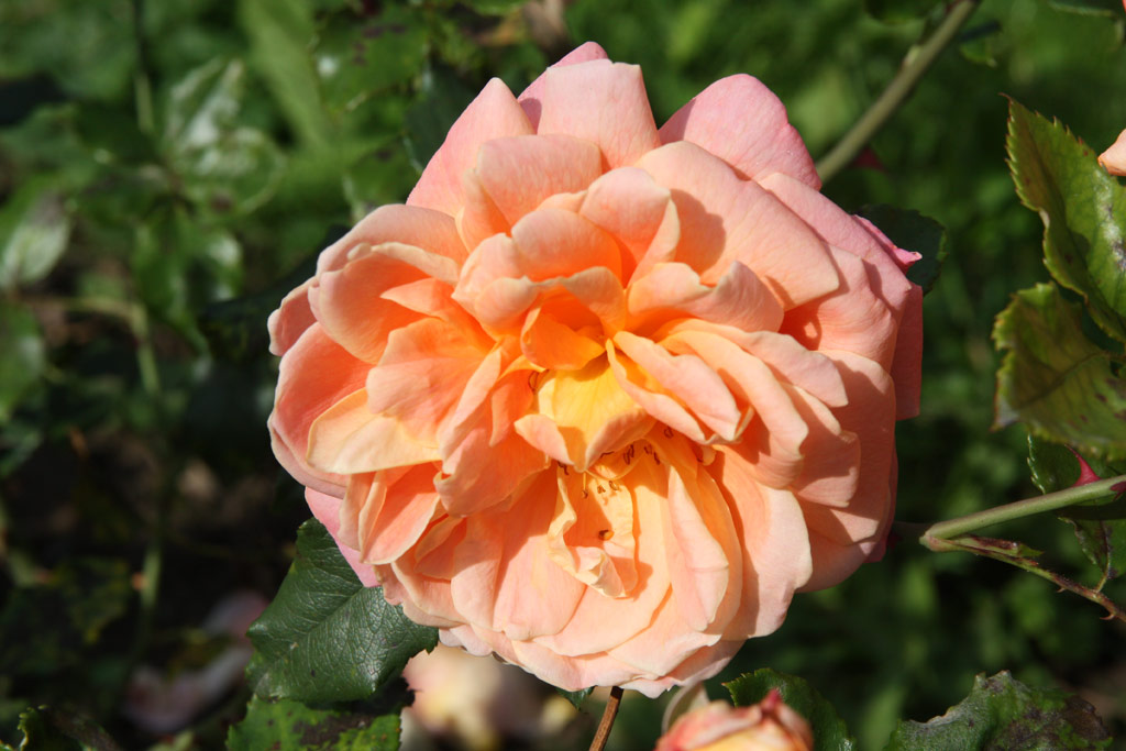 růže Rose dAmour (Gaujard)