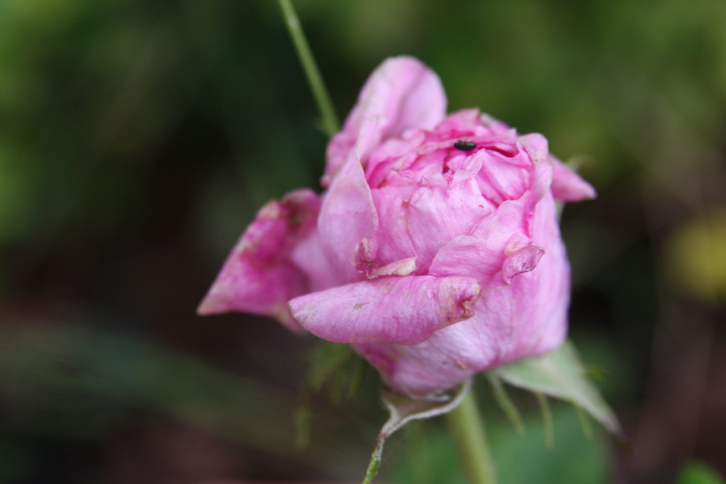 růže Rose de la Maitre-cole