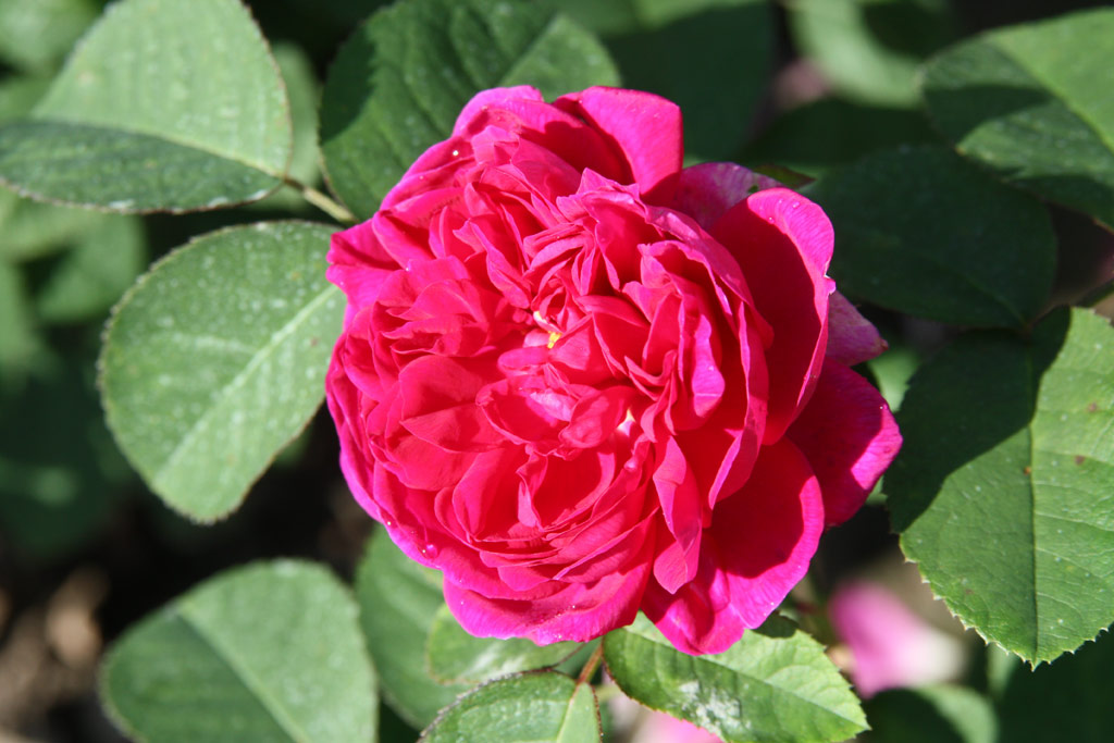 růže Rose de Resht