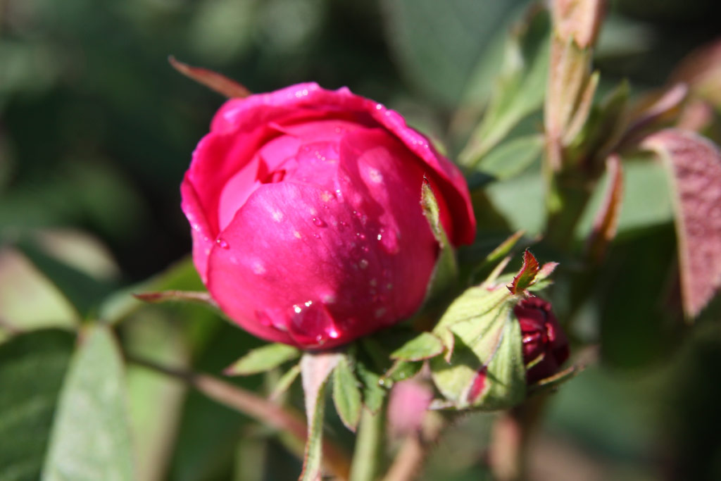 růže Rose de Resht