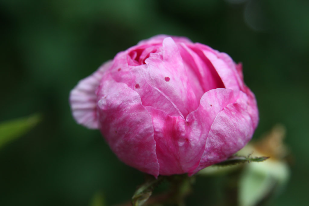 růže Rose des Quatre Saisons