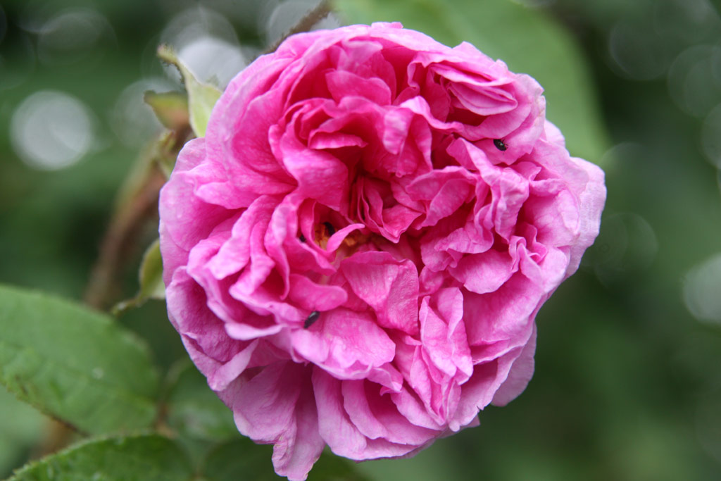 růže Rose des Quatre Saisons