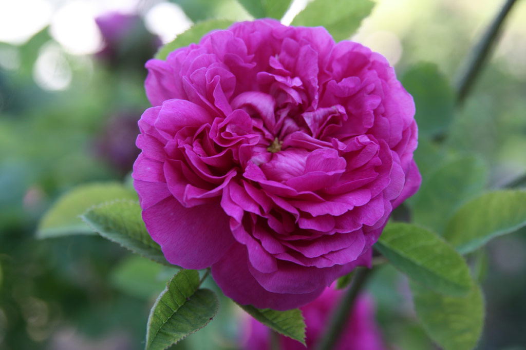 růže Rose du Roi