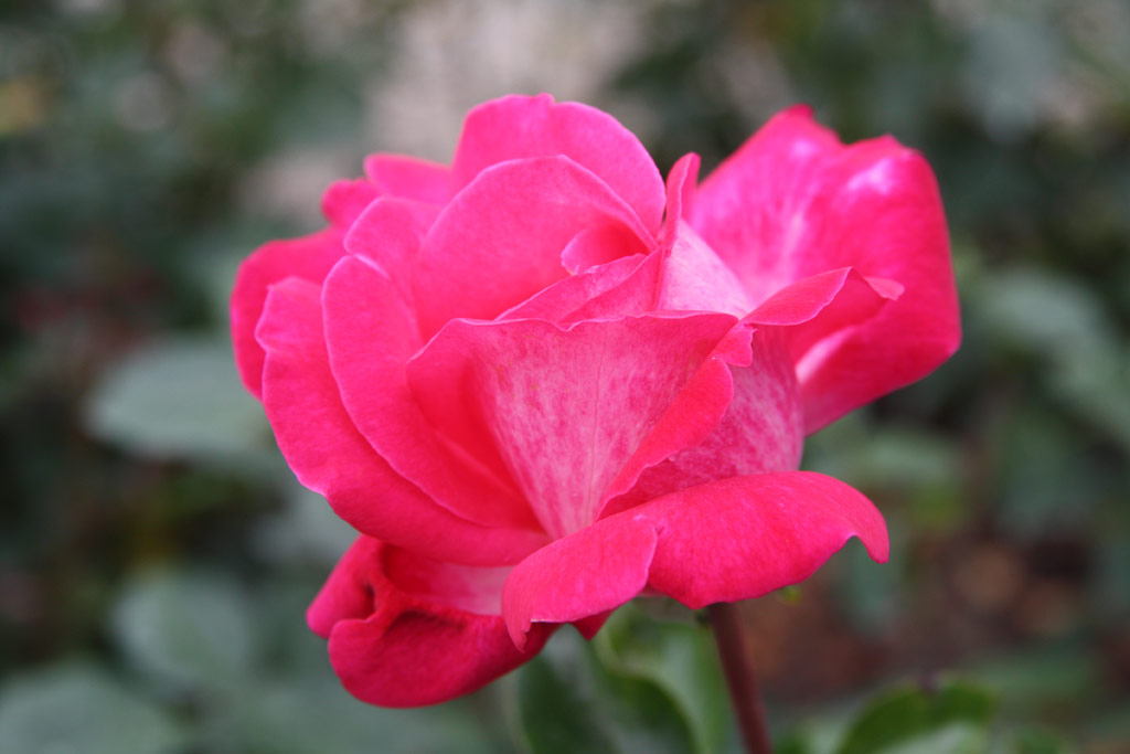 růže Rose Gaujard