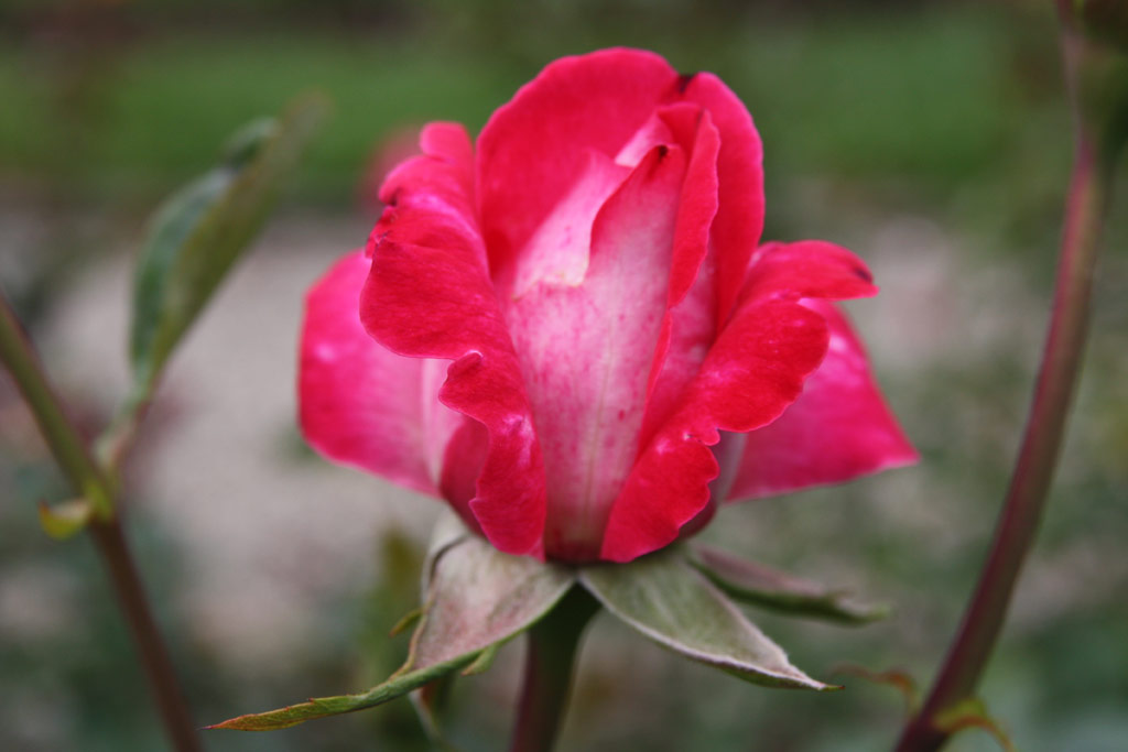 růže Rose Gaujard