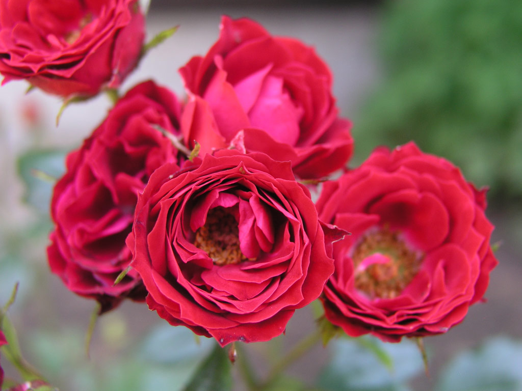 růže Rose Hills Red