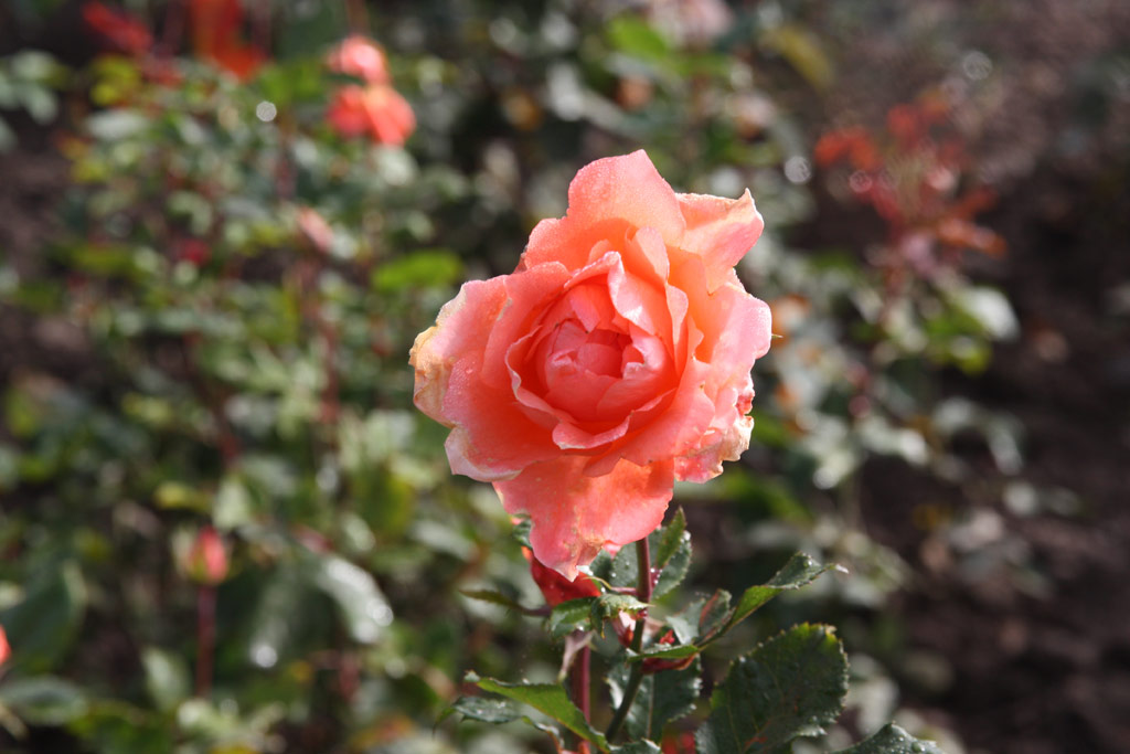 růže Rosella