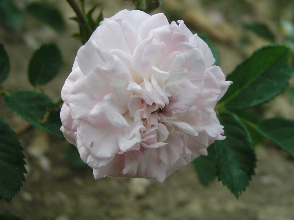 růže Rosemoor