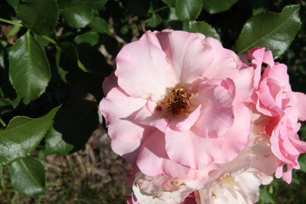 růže Rosendorf Sparrieshoop