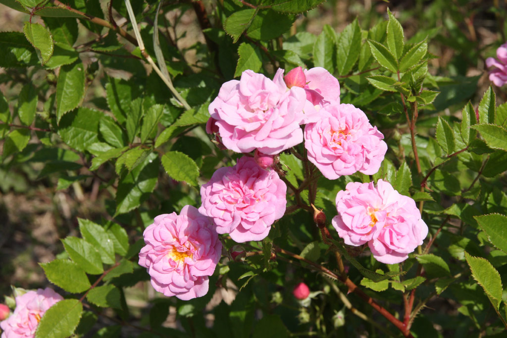 růže Rosendorf Steinfurth
