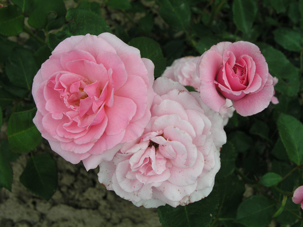 růže Rosenelfe