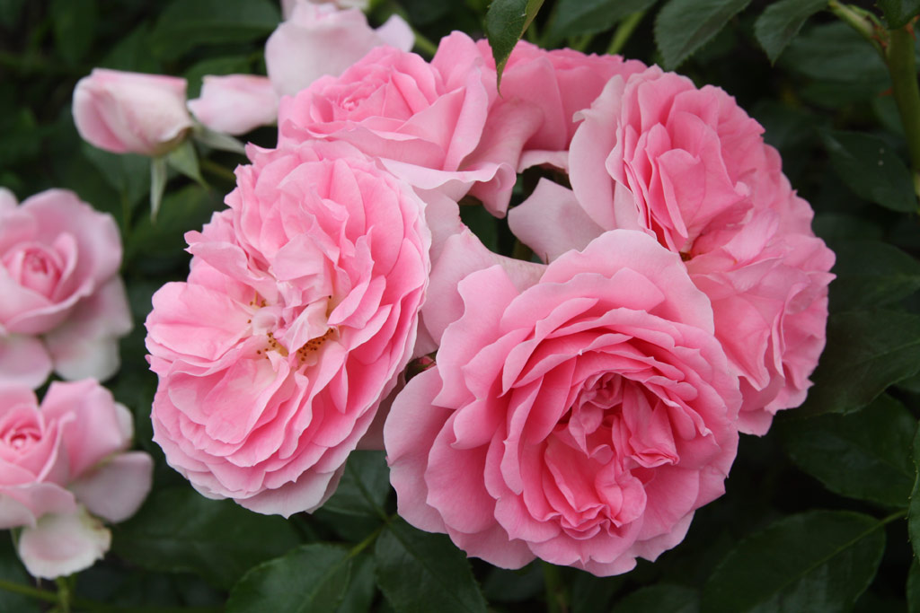 růže Rosenfee (Kordes)