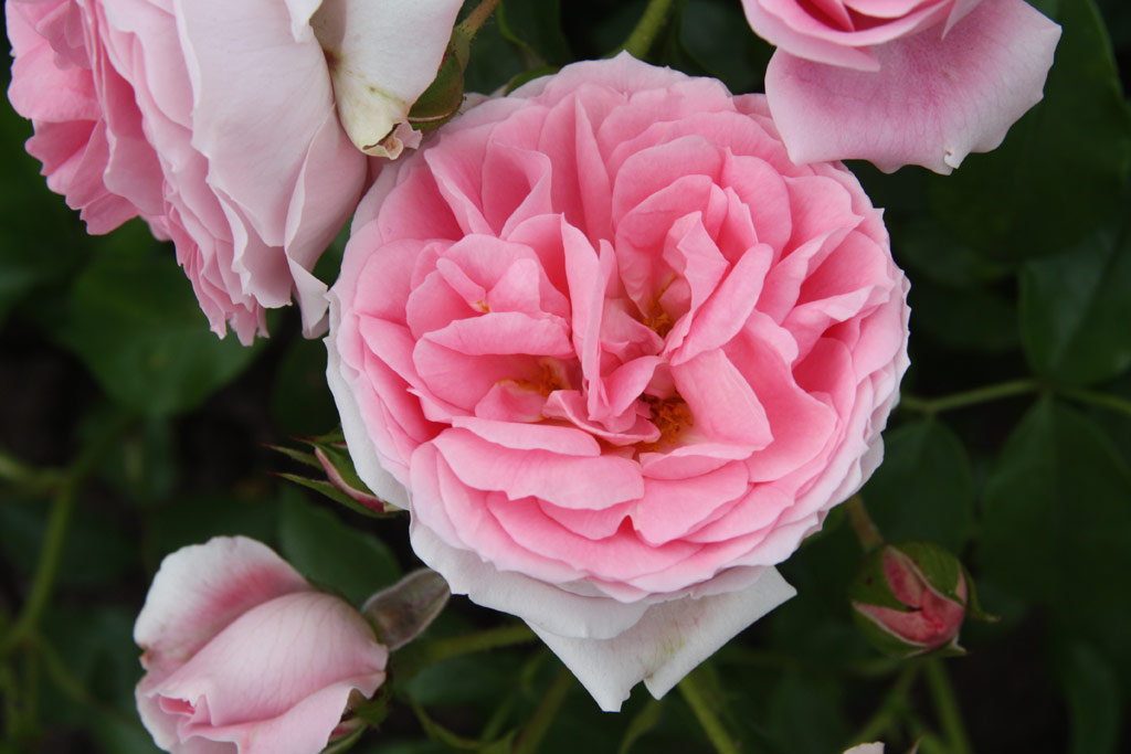 růže Rosenfee (Kordes)