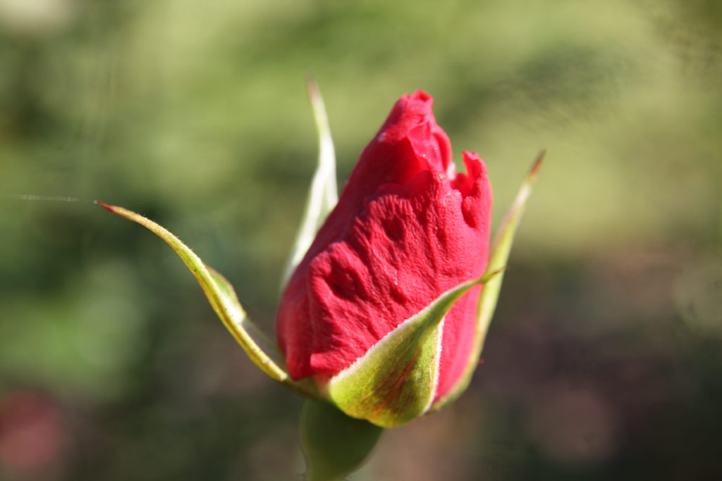 růže Rosenfest