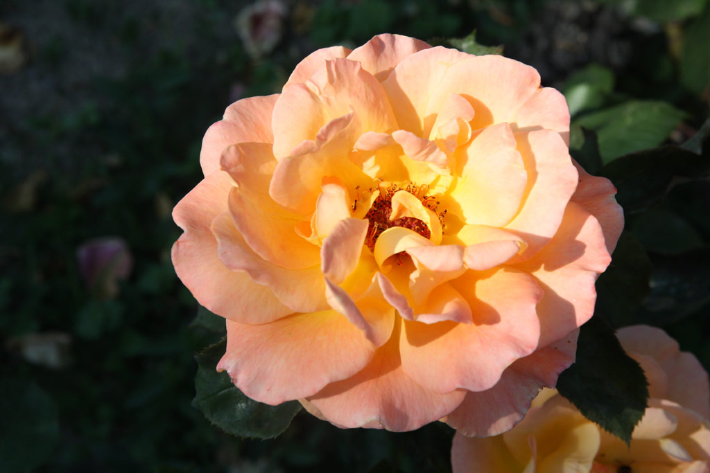 růže Rosengold