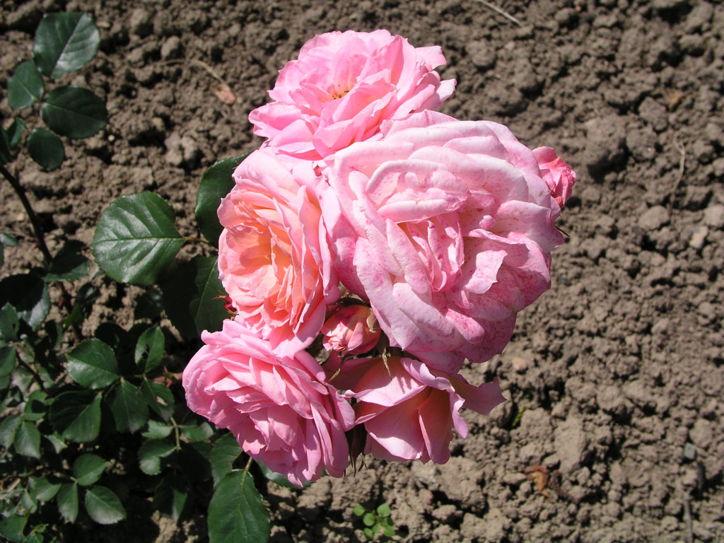růže Rosenmrchen