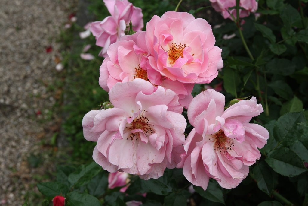 růže Rosenmrchen