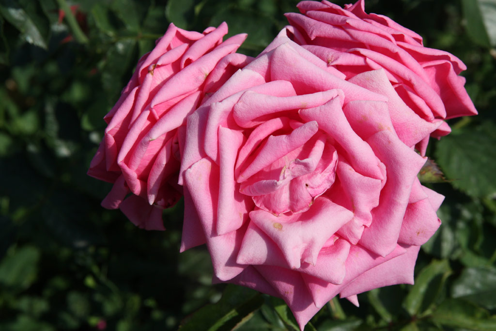 růže Rosenprinzessin Evi
