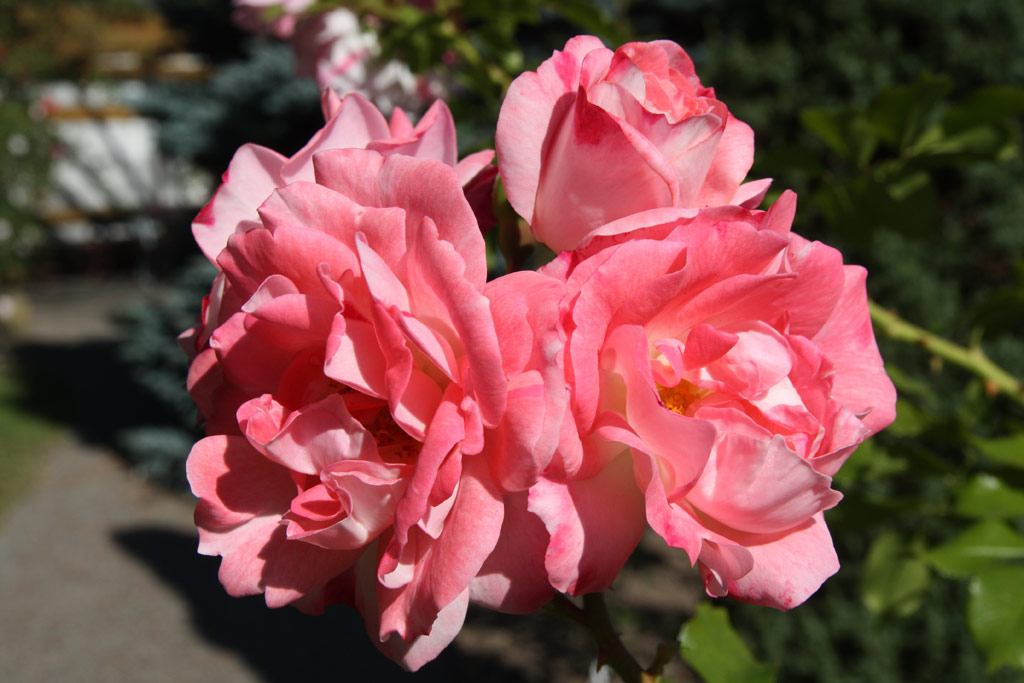 růže Rosenstadt Freising