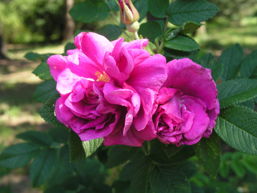 růže Roseraie de LHay