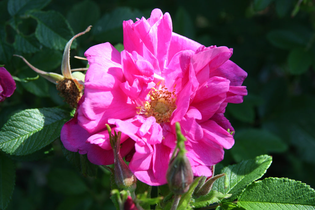 růže Roseraie de LHay