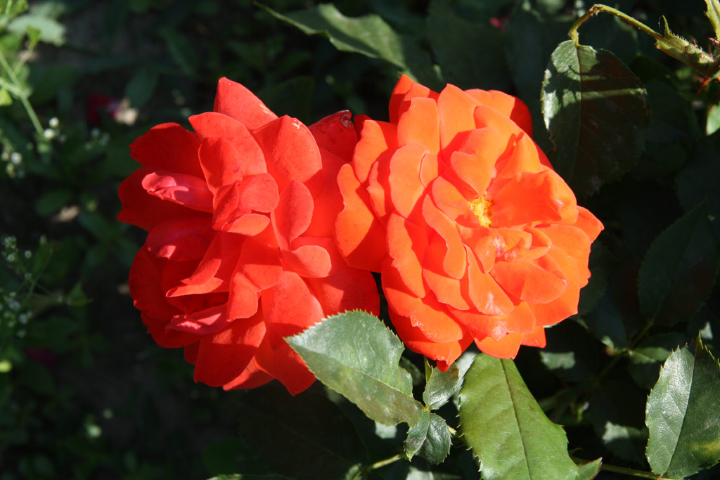 růže Rosi Mittermaier
