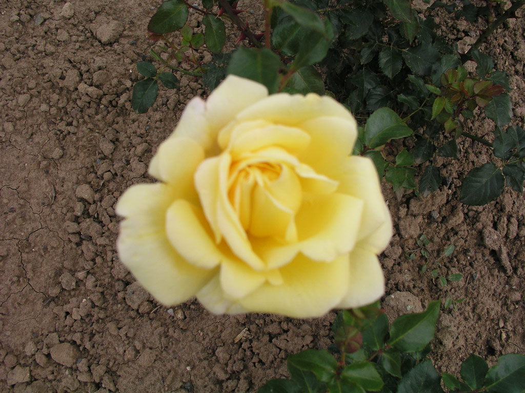 růže Roslyn