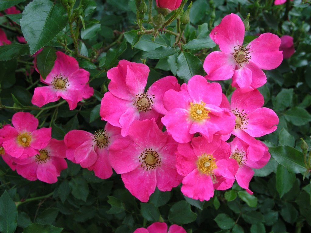 růže Rosy Carpet